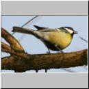 Parus major - Kohlmeise 07.jpg